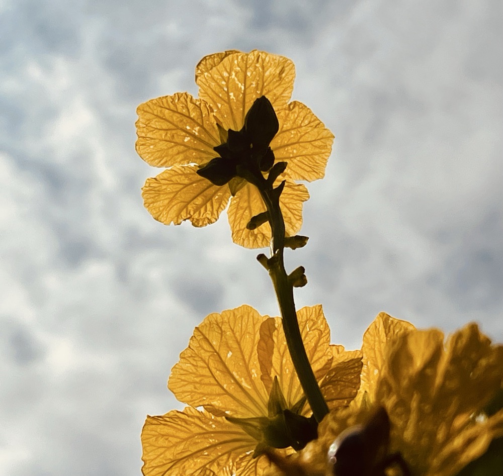 CYBERSECURITY HAND LOTION
