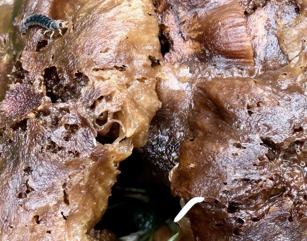 HOOBASTANK MERRIGOLD