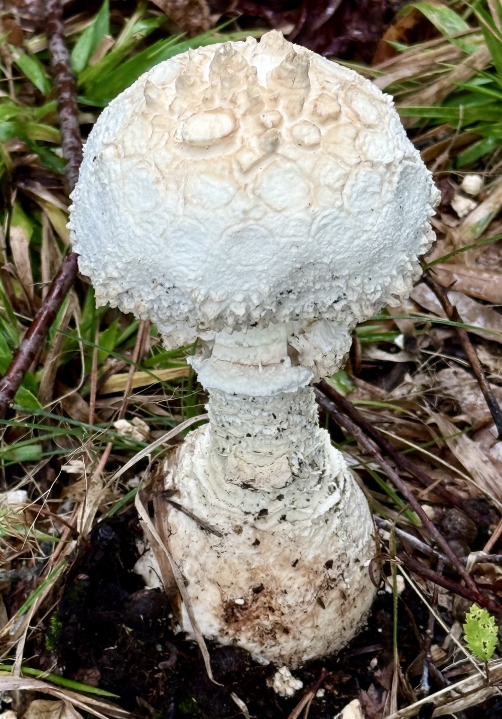 CRÈME FANTASY 1868