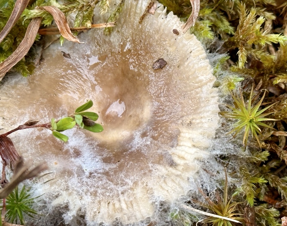 CALCIFICATION HETEROZYGOUS