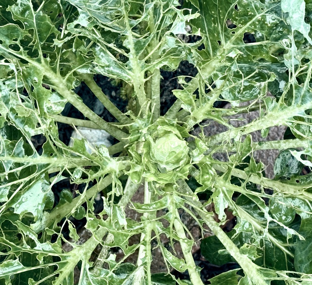 CHROMED SUPERLEVEL MYRIAD