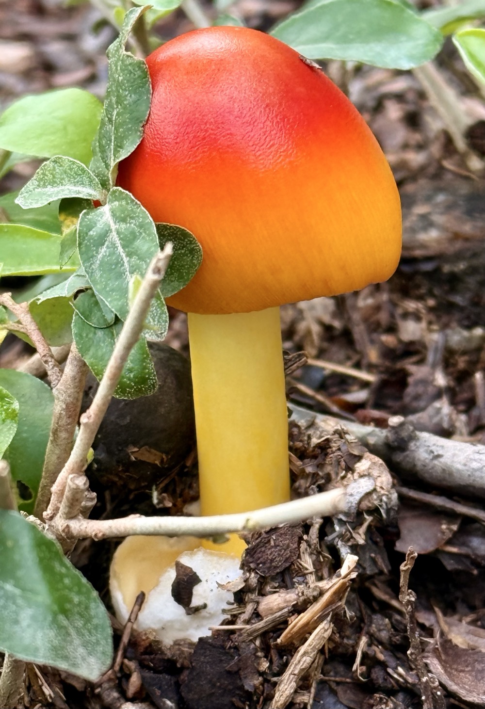 SUPERLATIVE GILDED SEXUAL