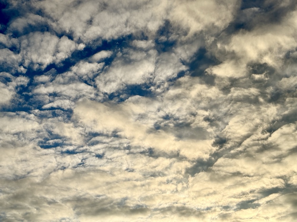 EGREGIOUS CELL WALL, HARD BODY