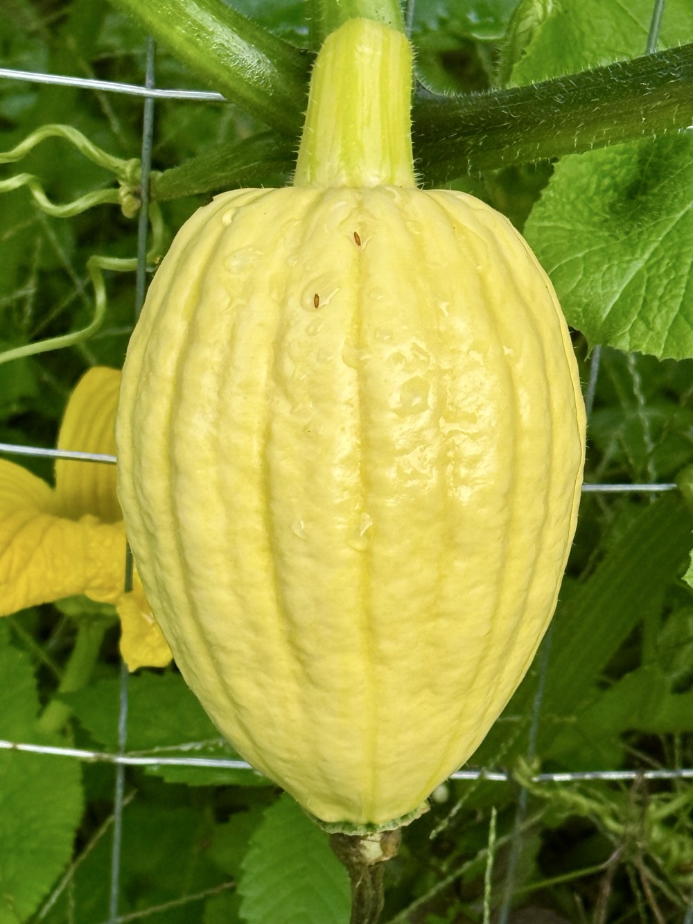 MILKED TRIPLE DUSTED GOLDEN