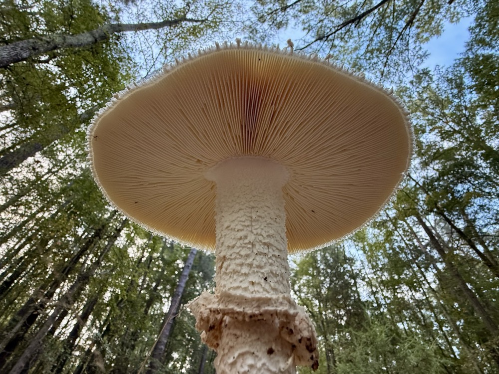 BOOSTED GHOST ELEMENT