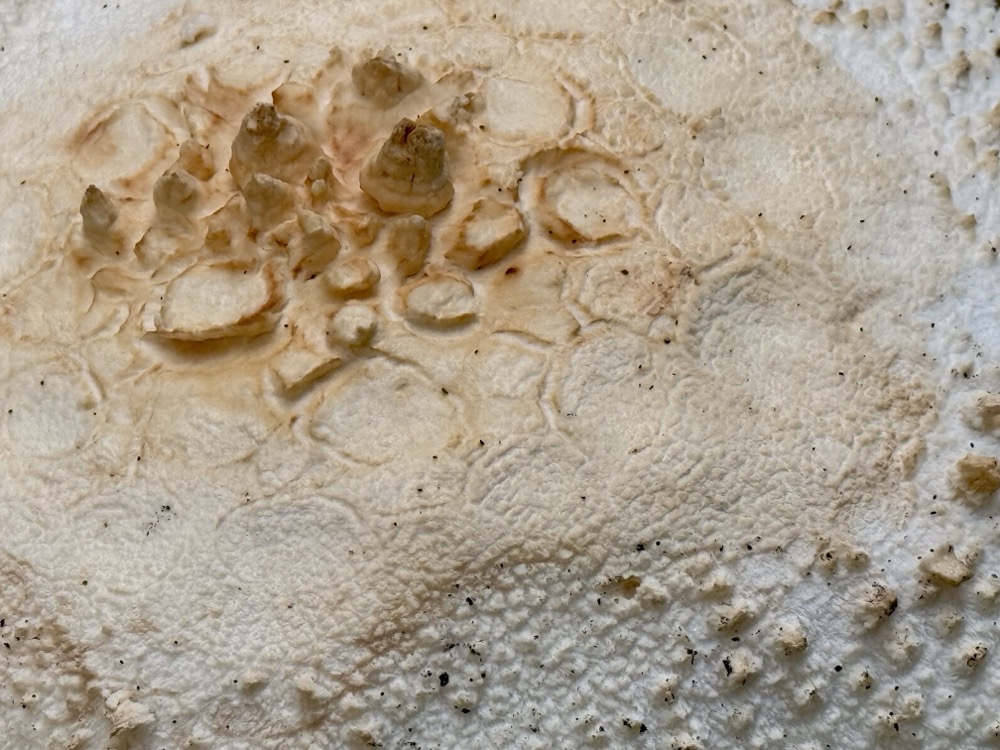 ASTRAL PROJECTION MAZADA 626