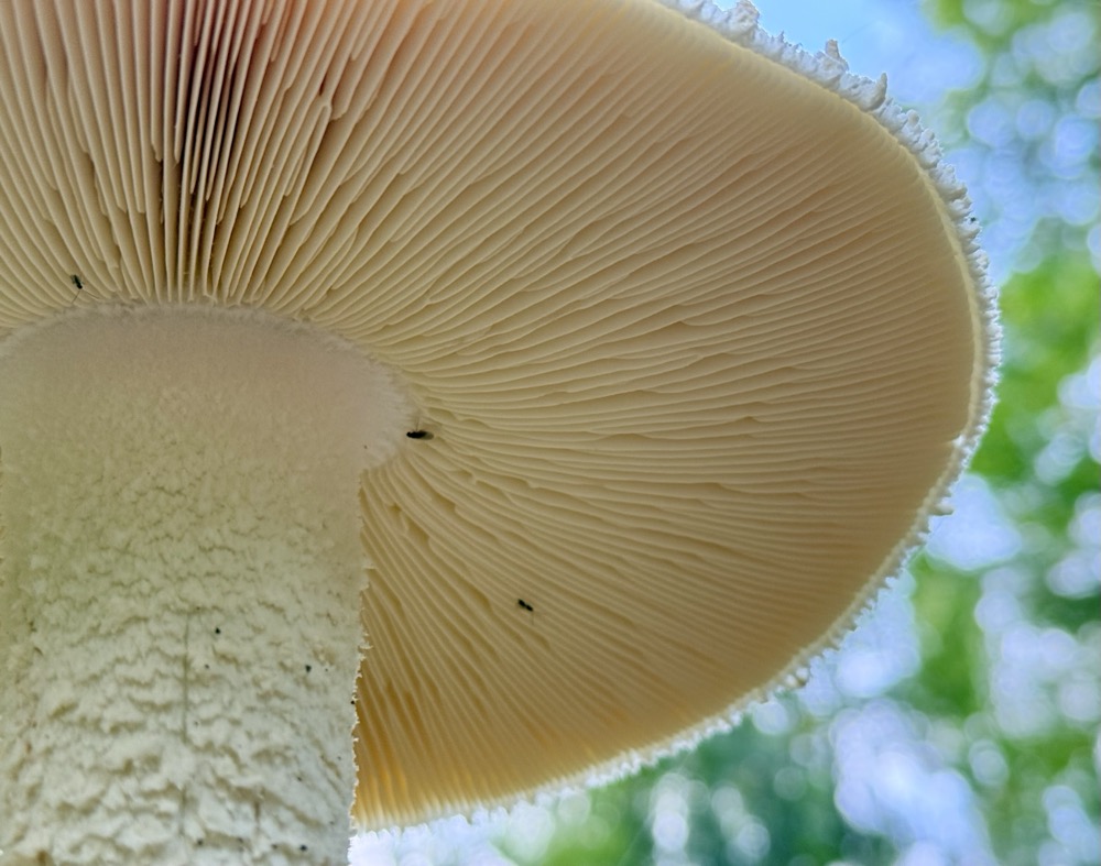 JUICED DD7 PRO ULTRA