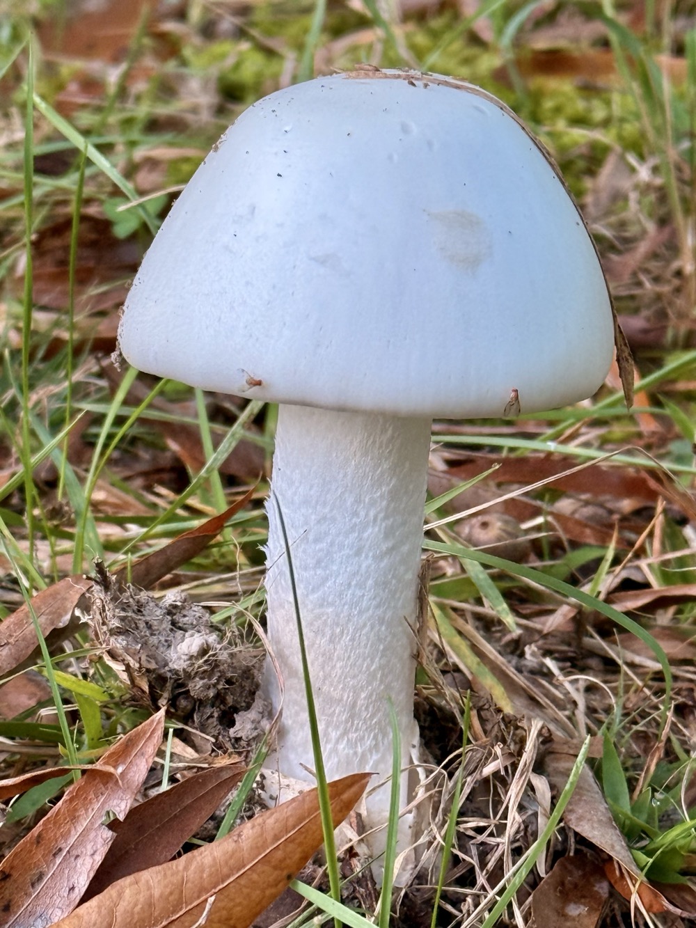 CONNECTOME ZEALOLORE