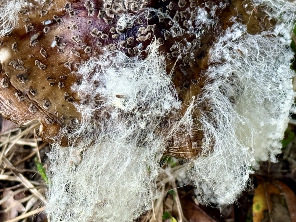 FUNGAL THREADS SPREADING