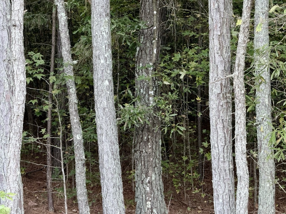 ELEGANCE COILED DELICATELY