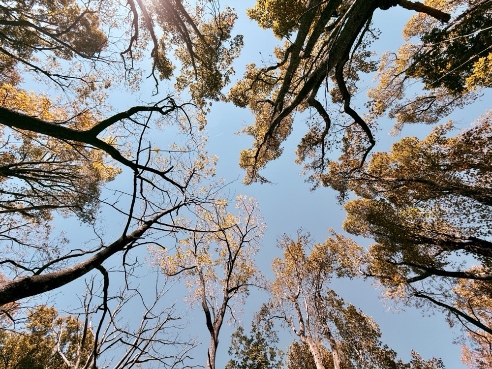 FLEDGED TILTED CINNAMON