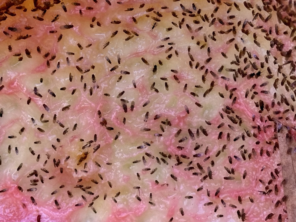 GLUCOSE TOMMY HILFIGER