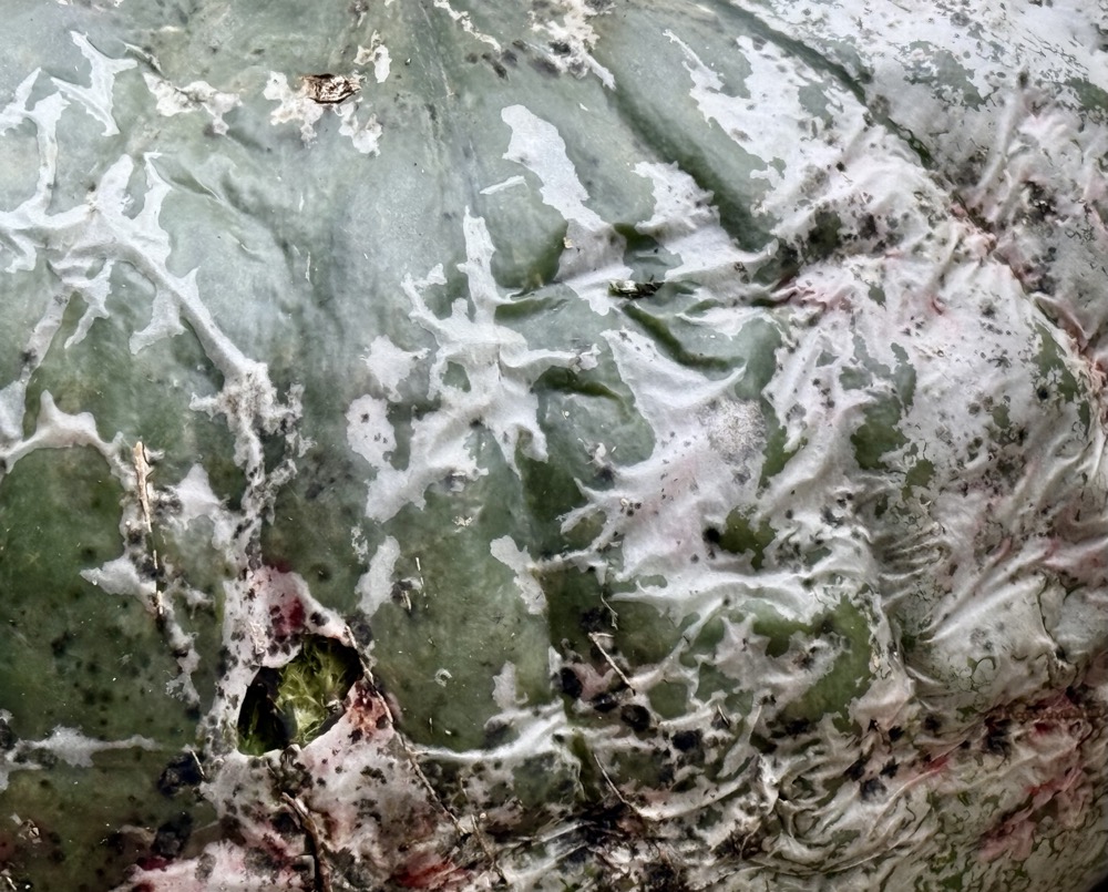 ENCRUSTED SELF TREPIDATION