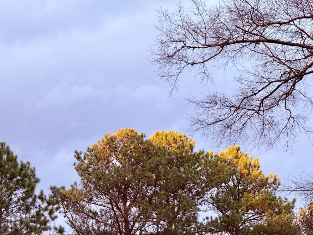ORDINAND HUFFING SUNLIGHT