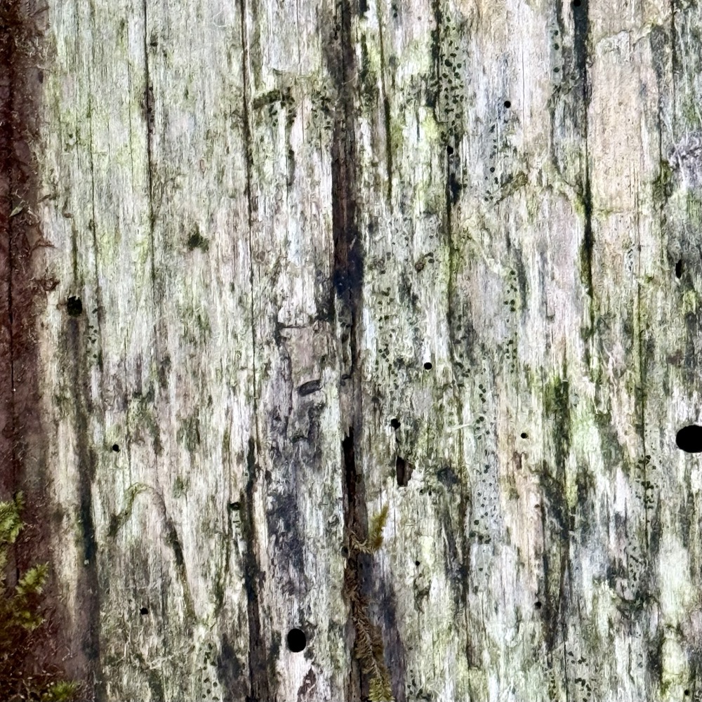 BELIEVABLE FALSE PROPHET