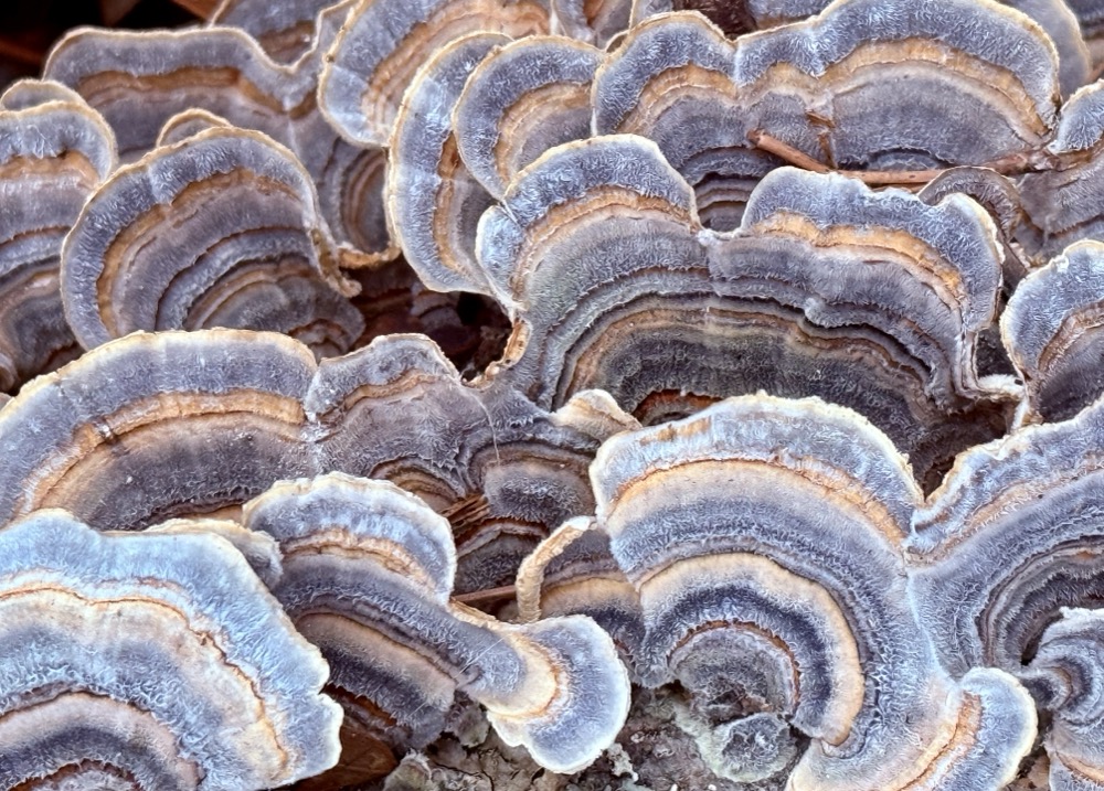 BLESSED EDGE GRADIENT 1869