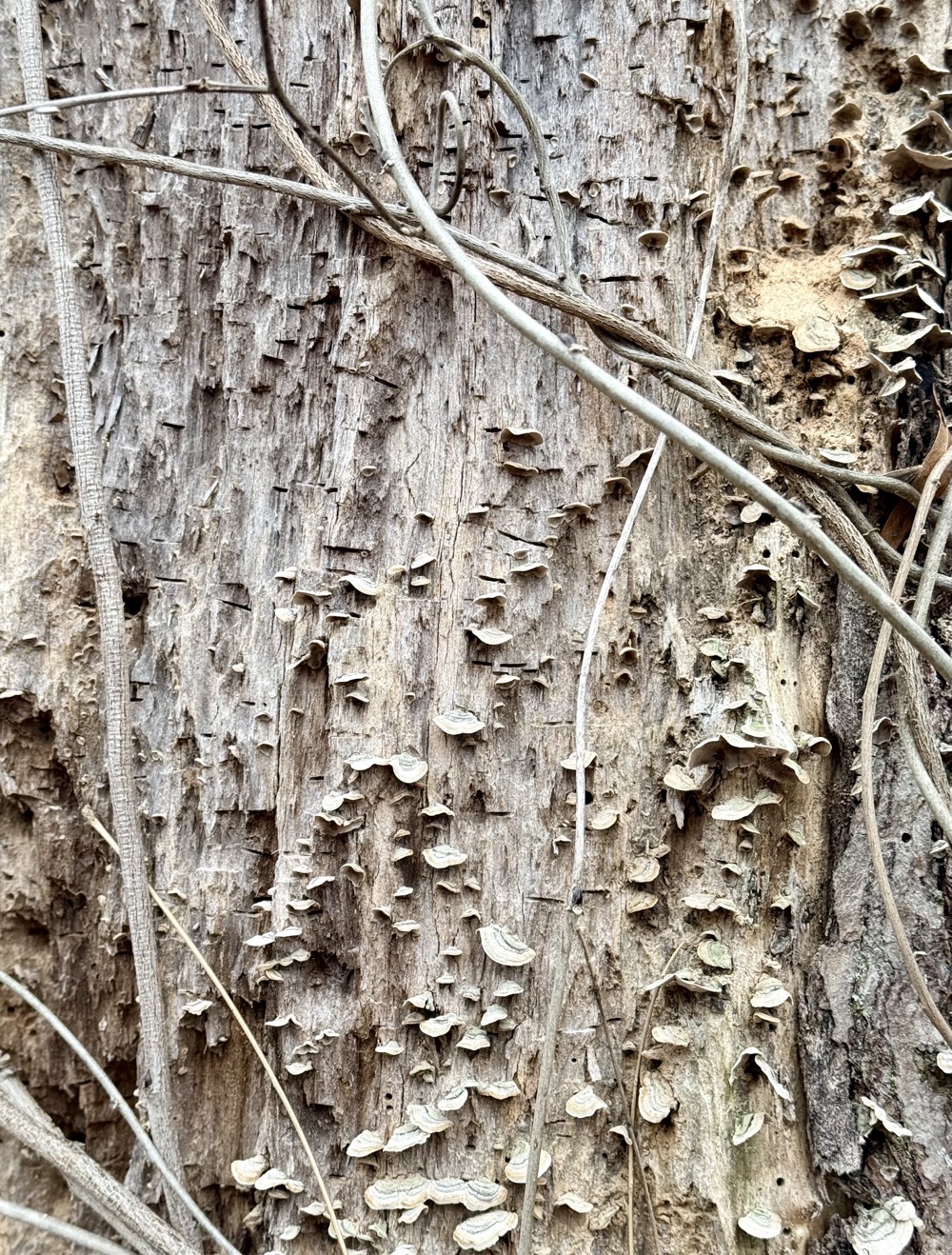 FLEDGLING DURBAN POISON