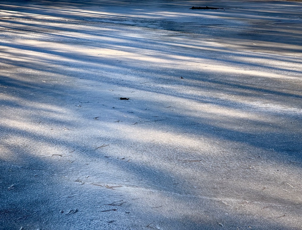 DUBIOUS VERTICILLIUM HELLA 68