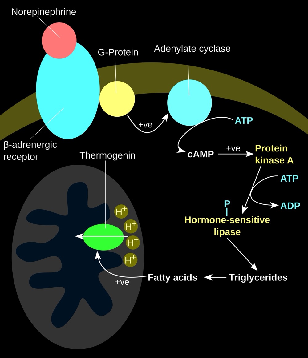 BECOME YOUR TRUE SELF