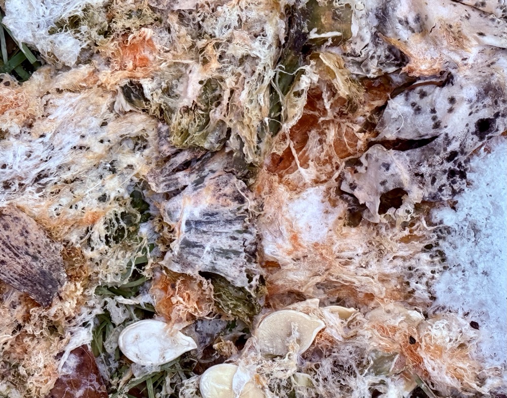 TOTALLY RIPPED GX PRO