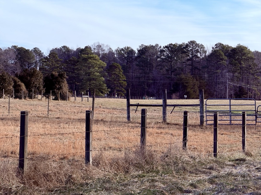 JILTED PARDON ENCRUSTED