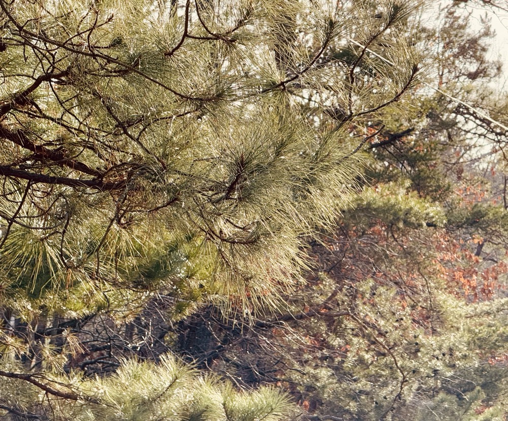 EXECUTIVE SYSTEM YOLO