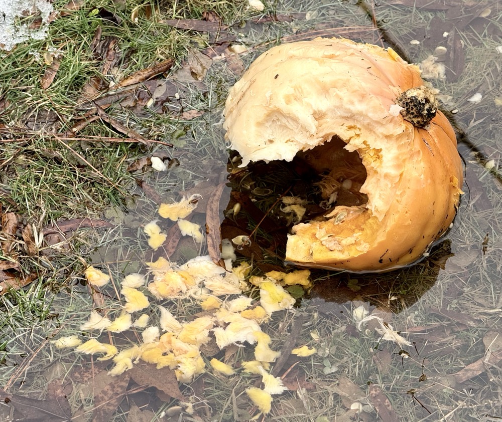 ROBOTECH HALLUCINOGEN