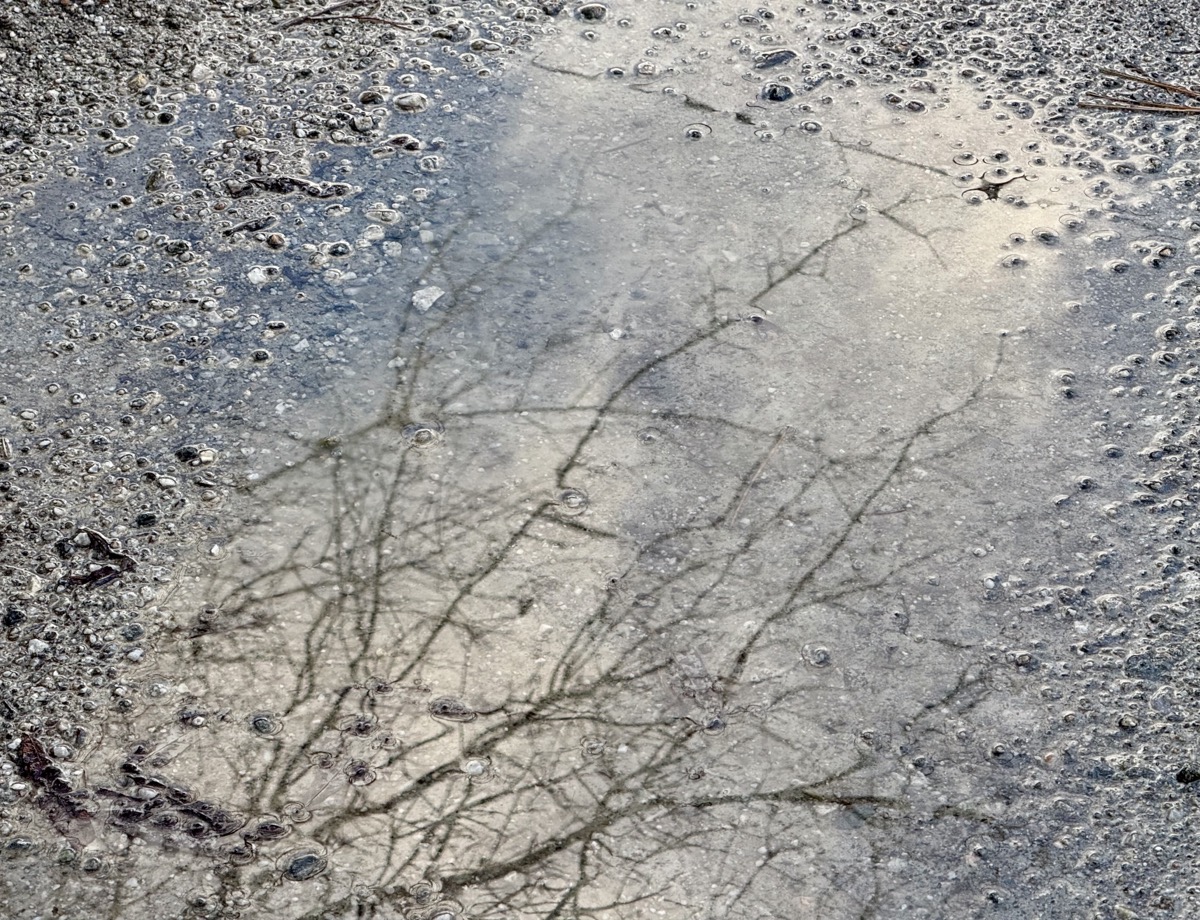 FERENGEHI ZYGOTE BIZDEV