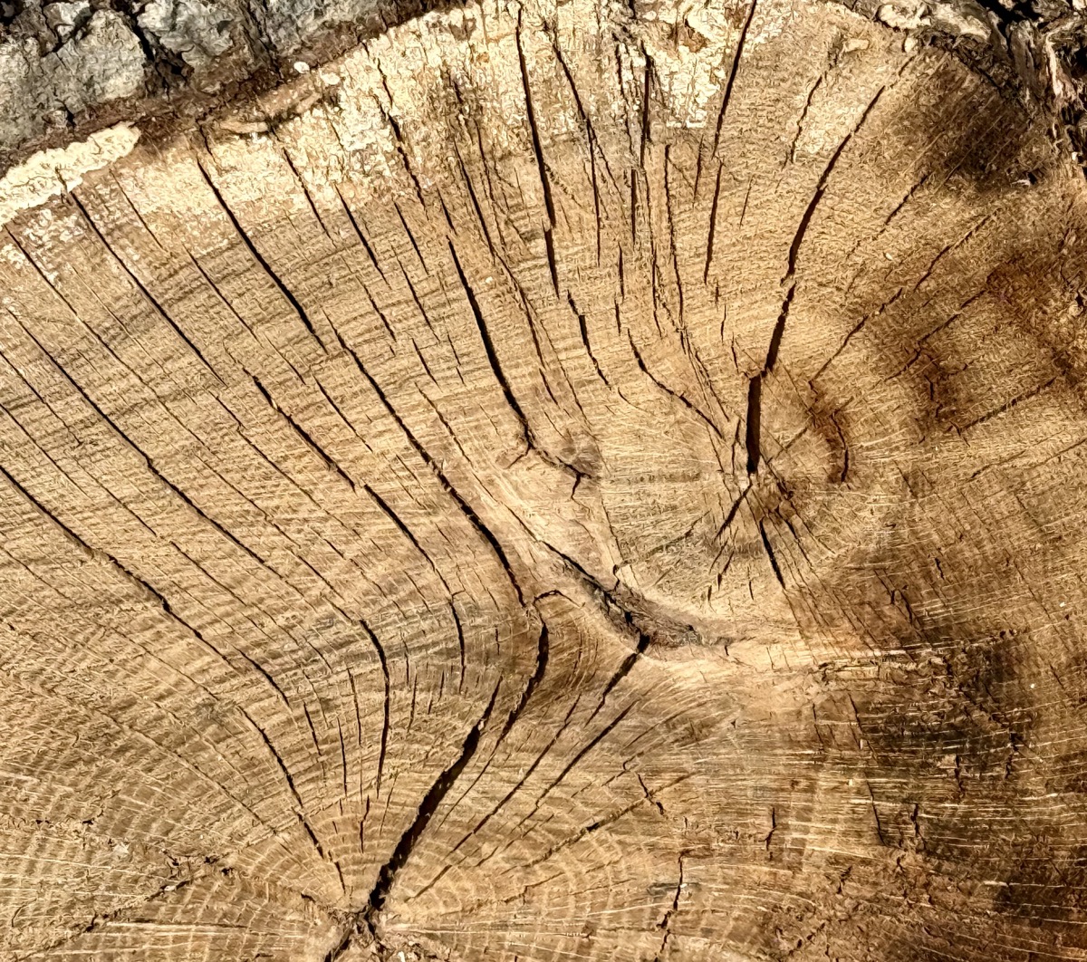 RECONSTITUTED GLUCOSE BIZ