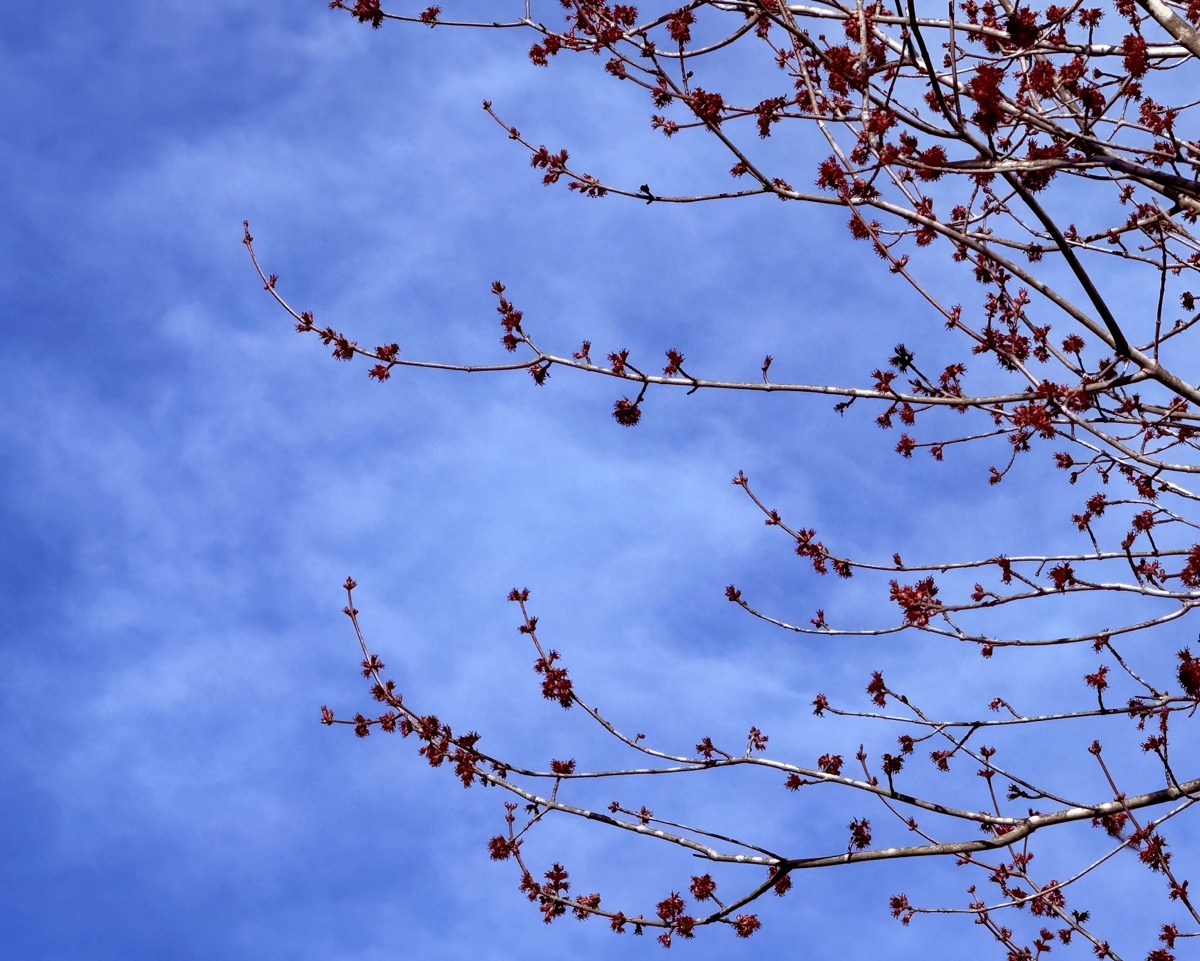 FOREVERNESS GXR PREVIEW