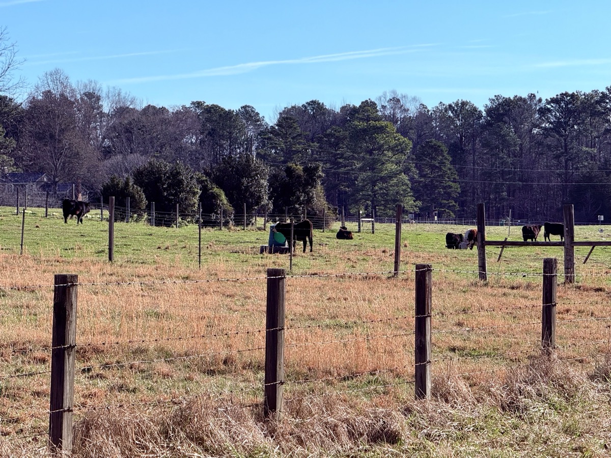 SCARAB HIDDEN KNOWLEDGE