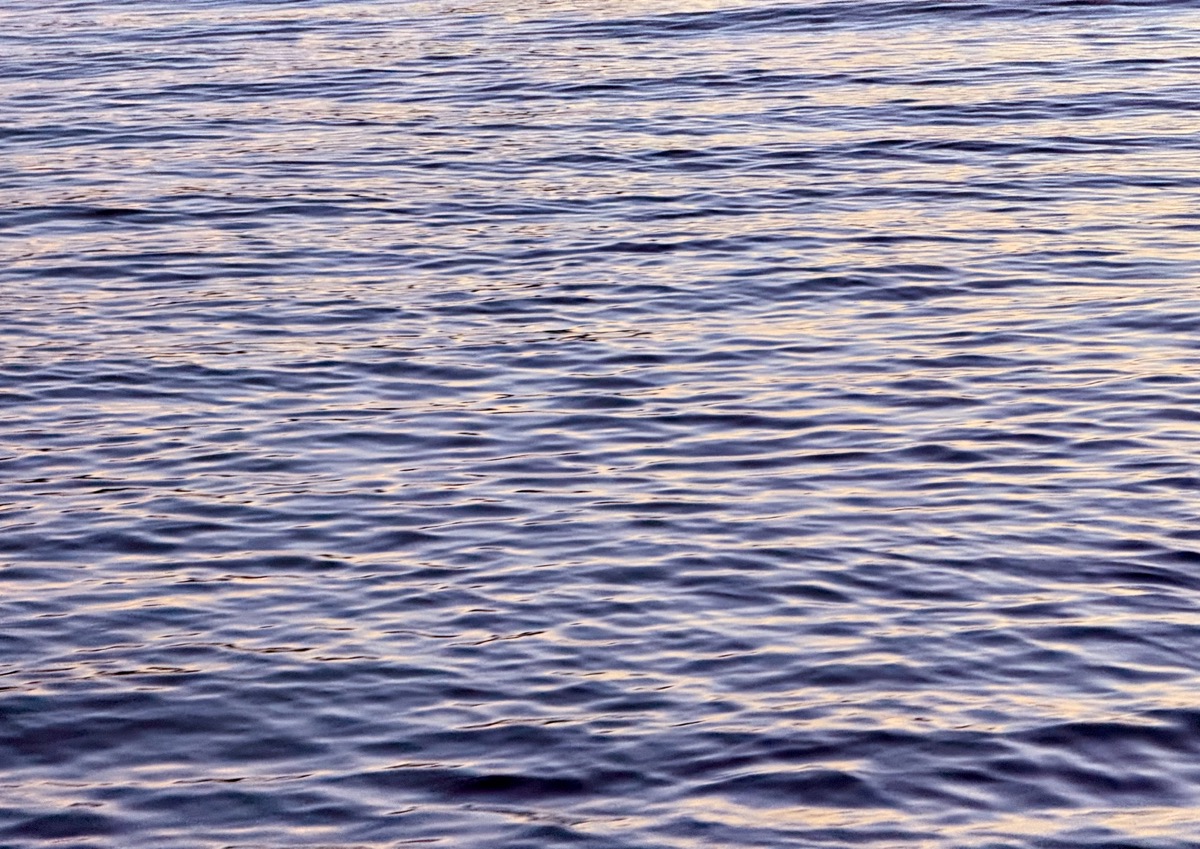 VIBED GIGGLE PLEBISCITE