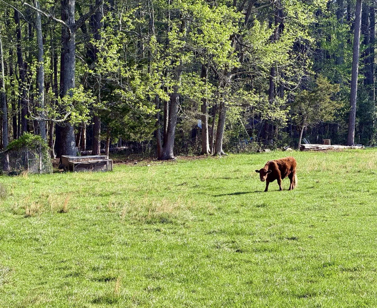 PROBABILISTIC ZZZ FREON