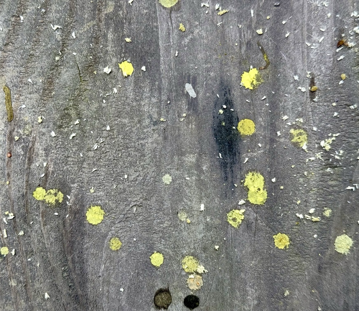 65 TOASTED REPLICANTS