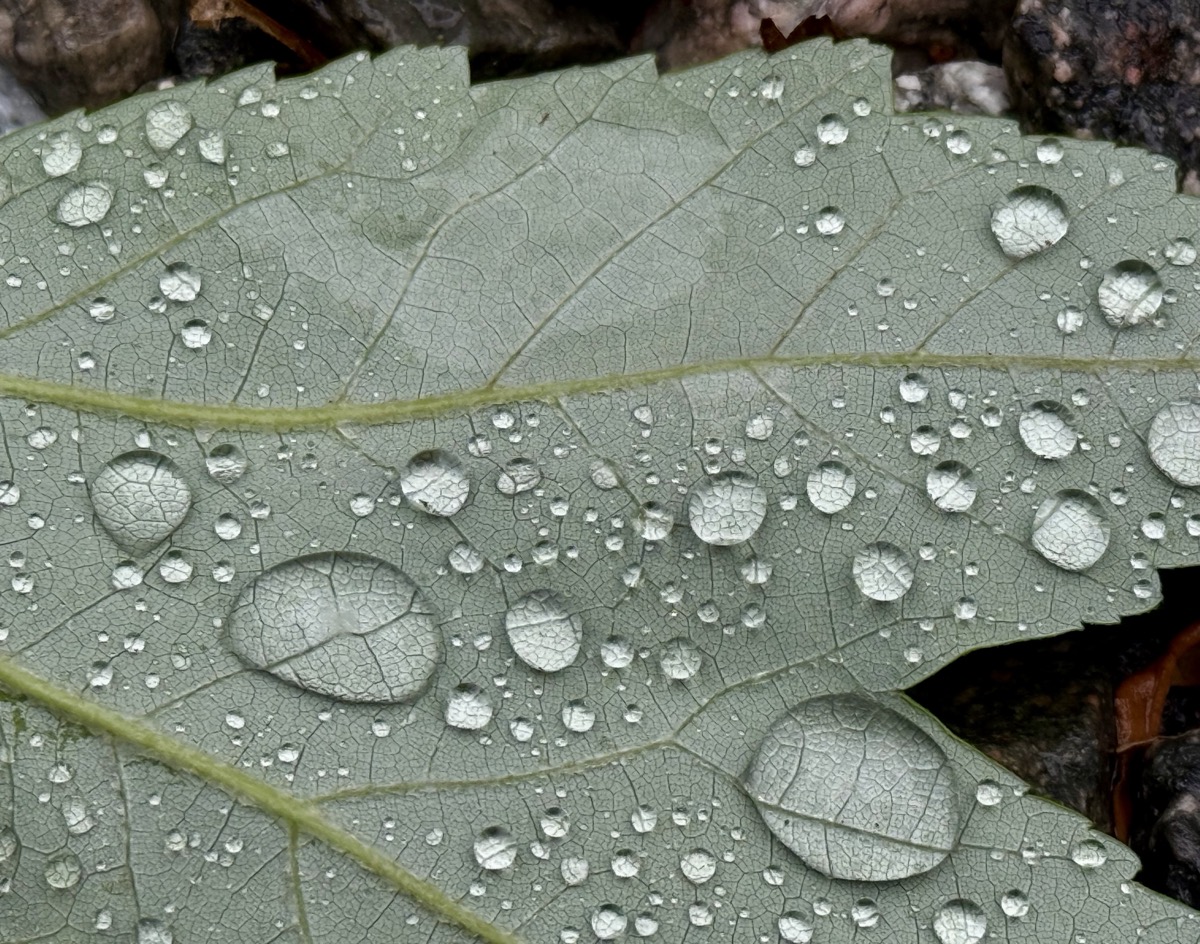 ARRANGEMENT VERTIGINOUS