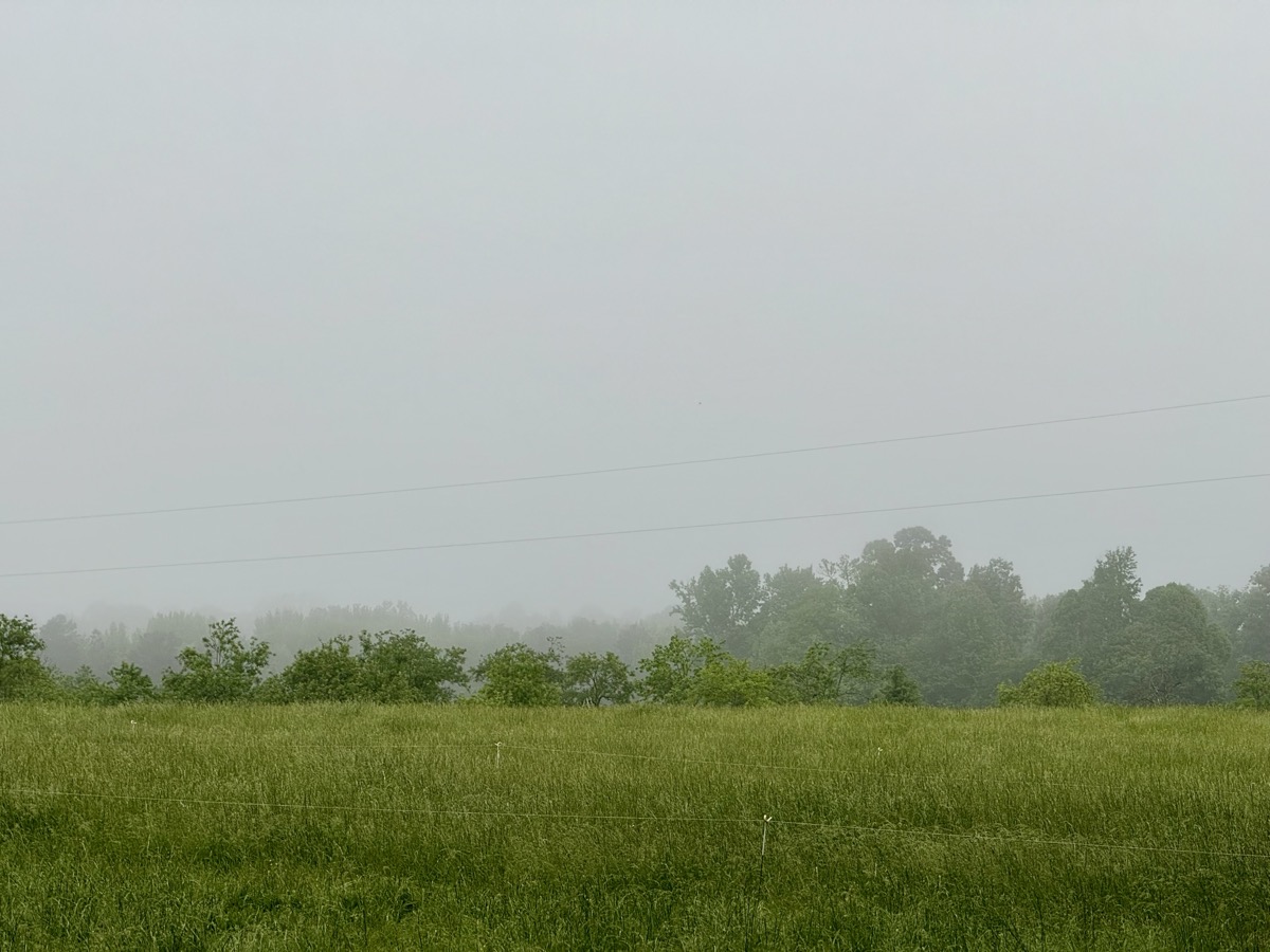 ARRESTED BELITTLING CONSEQUENT