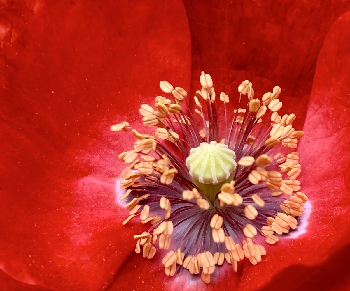 DADO MICROARCHITECTURE