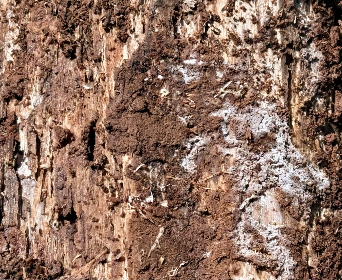 TWIN VEGETABLE HELPER