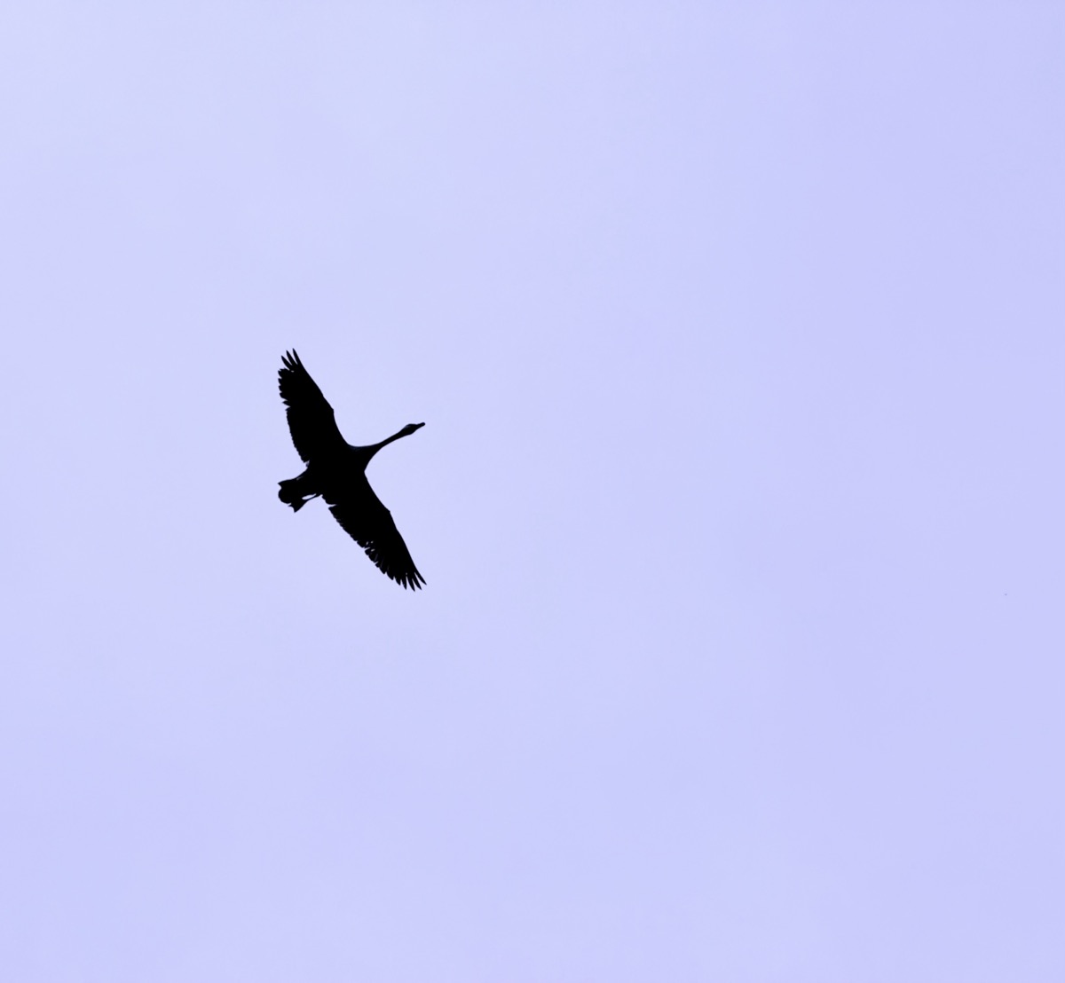 PSYCHOSOMATIC ADDICT INSANE