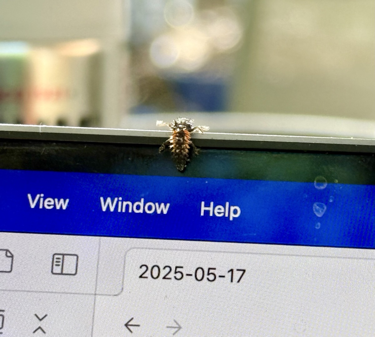 LIFESTYLE ENTANGLEMENT