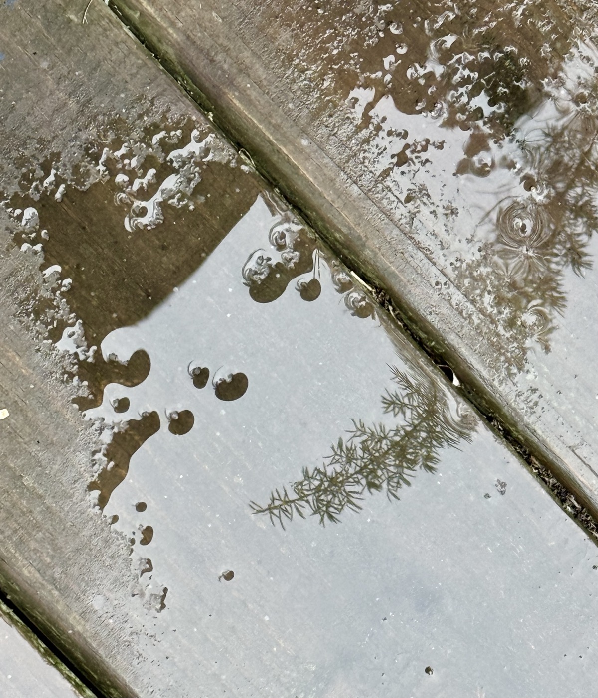 FRINGE ANALYSIS DOOMSAYER