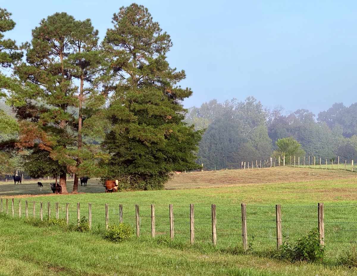 GLYPHOSATE TETRACYCLINE