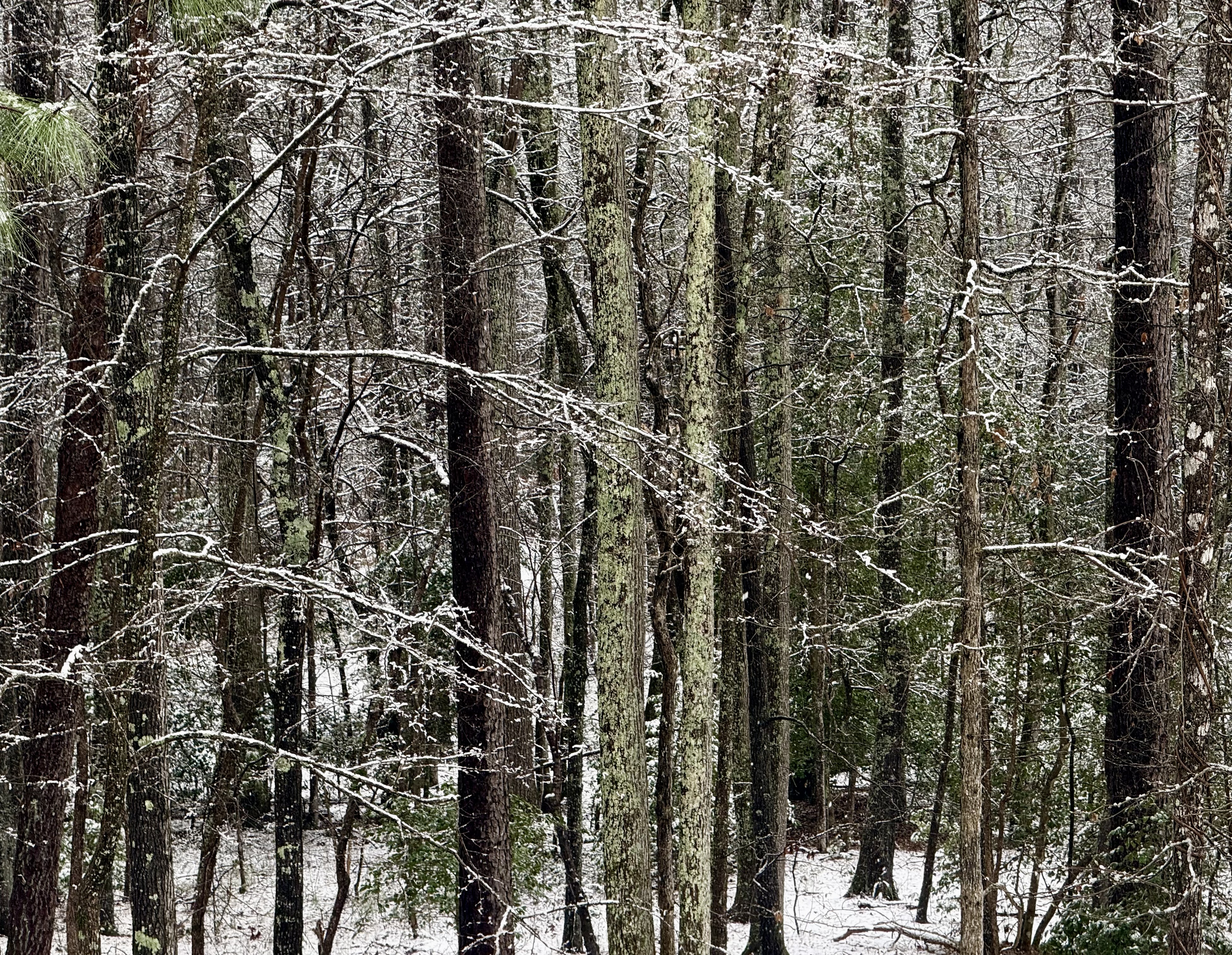 succulent chinese meal