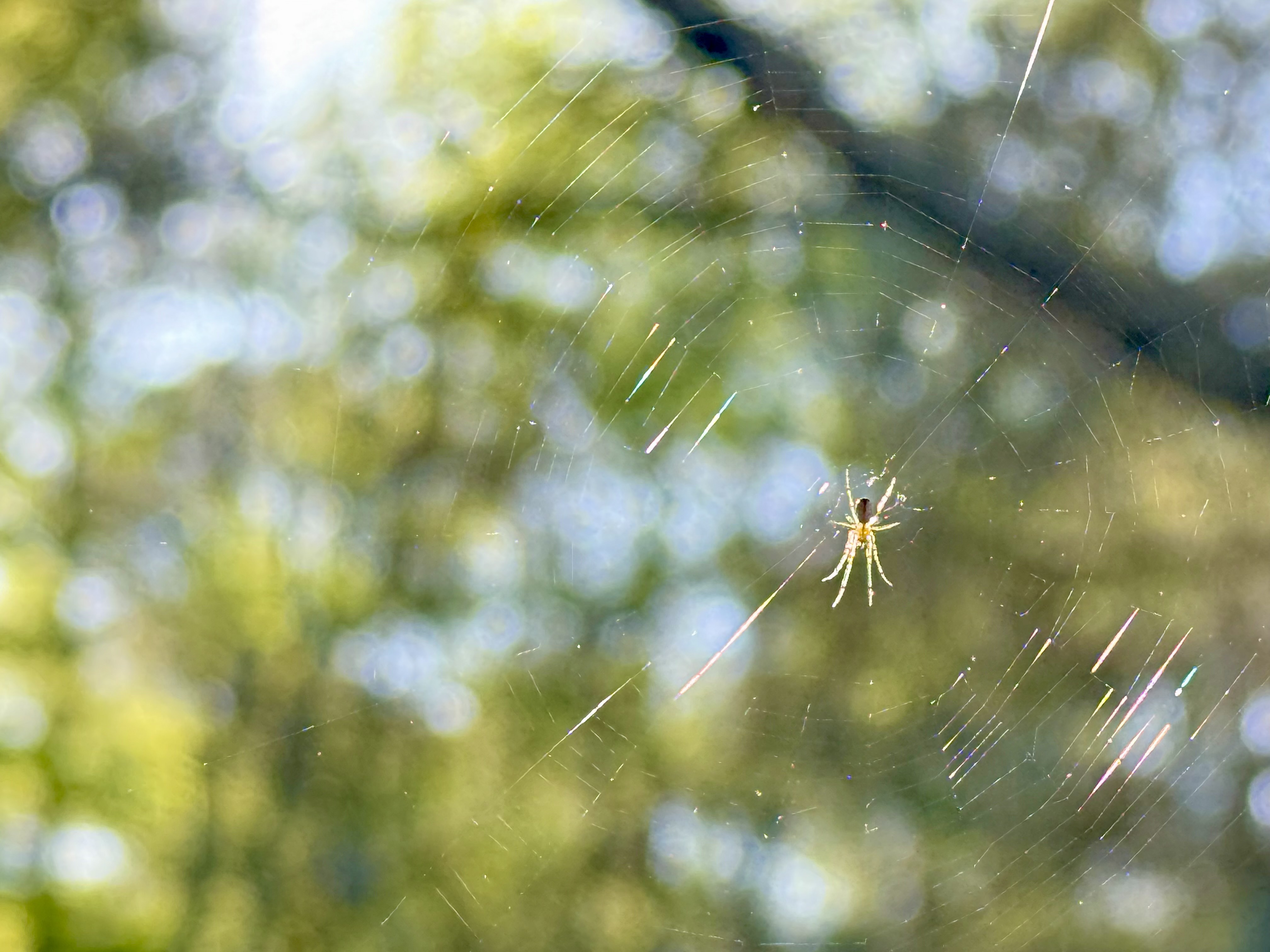 artemisia phenomenon