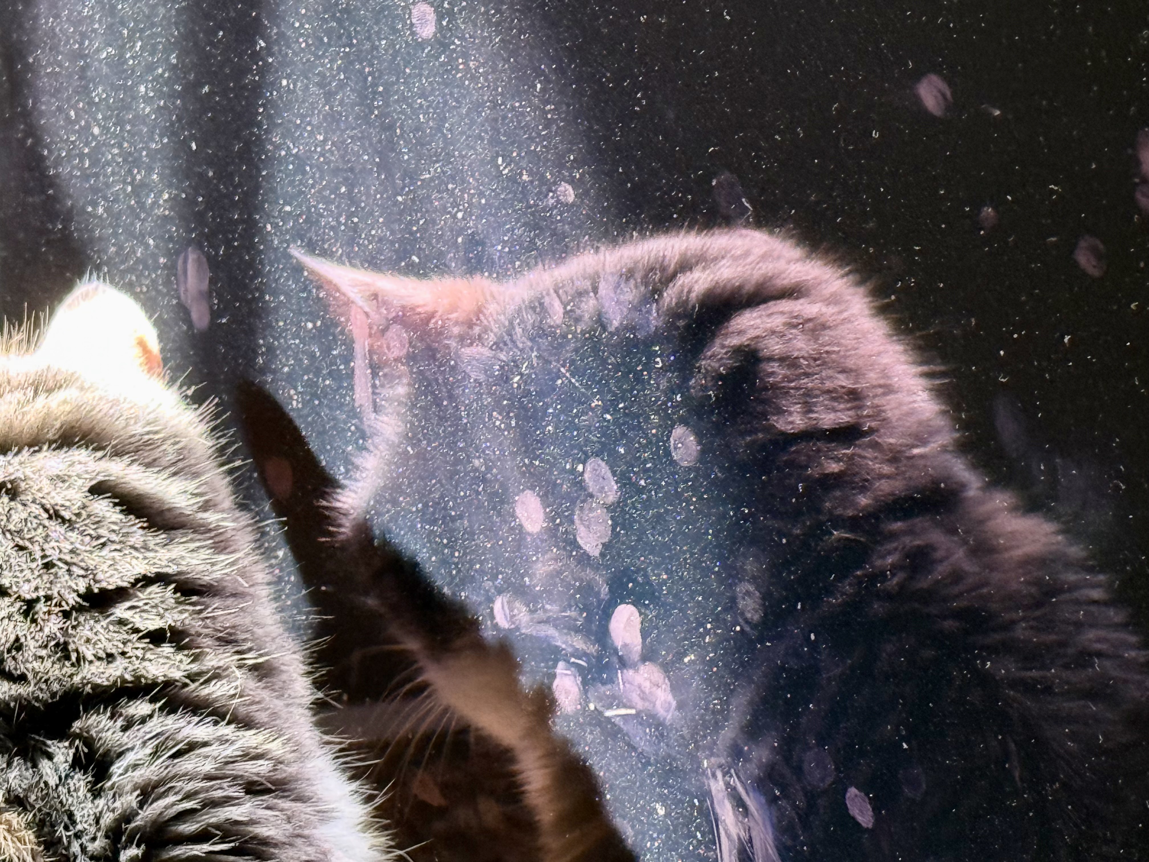 creationism telomerase