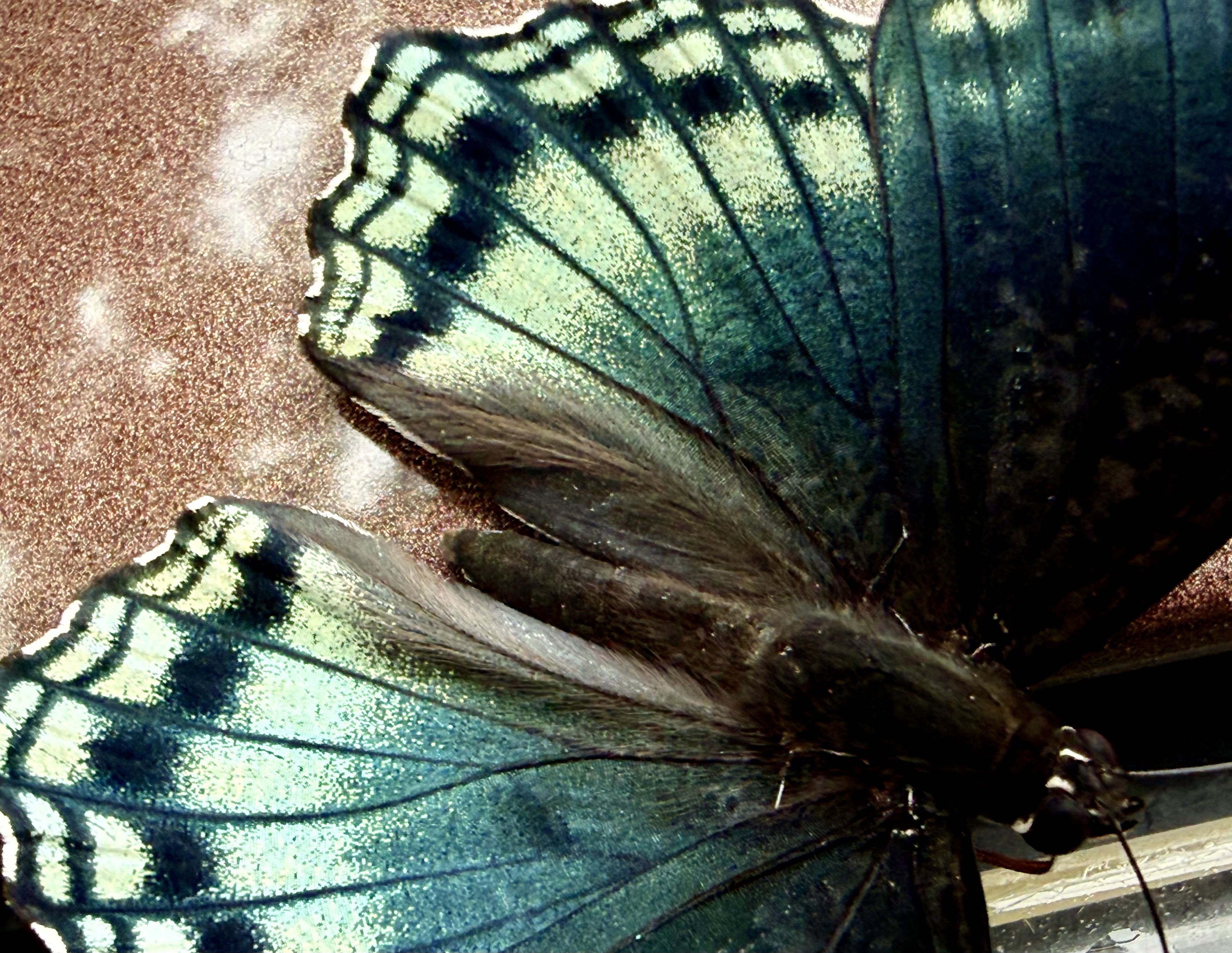 white admiral
