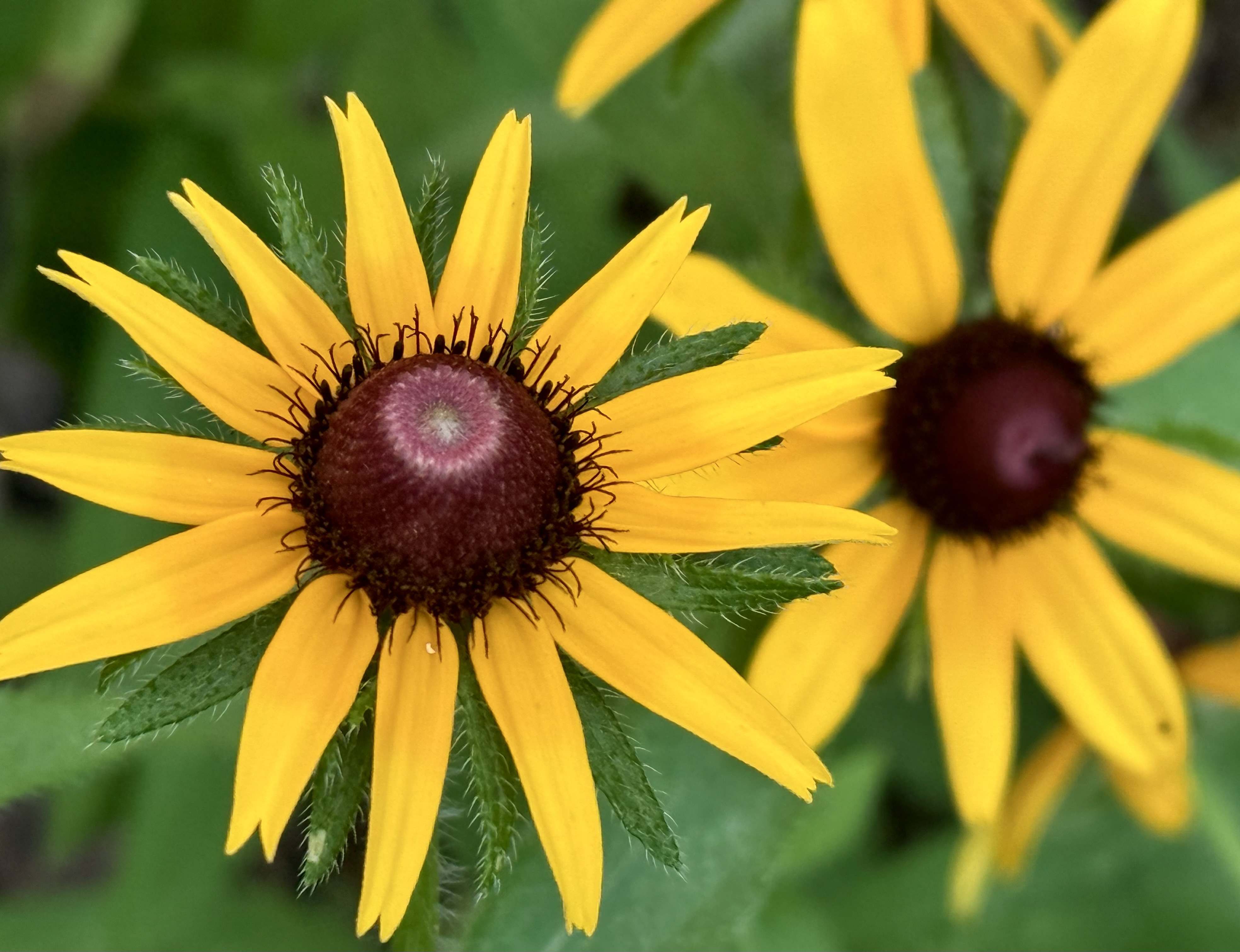 BTS oreo flavor