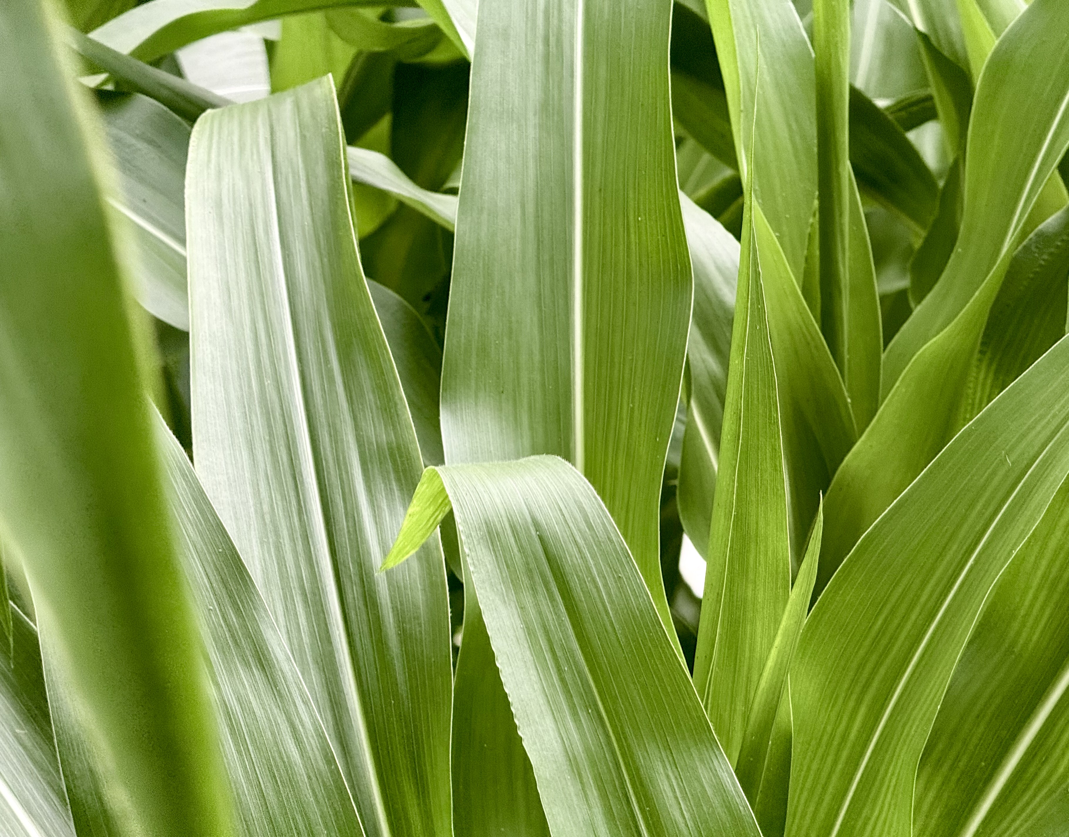 cornworld